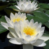 Savladana trava: opis, svojstva biljke, istorija i legenda